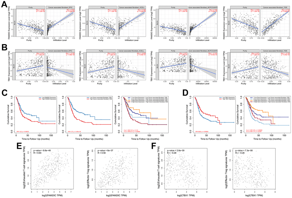 Correlation analysis of FAM20C and TBX1 with the immunosuppressive microenvironment. (A) Correlation of FAM20C or (B) TBX1 expression with infiltration of CAFs. The CAFs were estimated by EPIC, XCELL, MCPcounter and TIDE. (C, D) Kaplan-Meier plot of different groups as indicated. (E) Correlation of FAM20C or (F) TBX1 with exhausted T-cell and effector Treg cells. Exhausted T-cell signatures: HAVCR2, TIGIT, LAG3, PDCD1, CXCL13, LAYN; effector Treg cell signatures: FOXP3, CTLA4, CCR8, TNFRSF9.