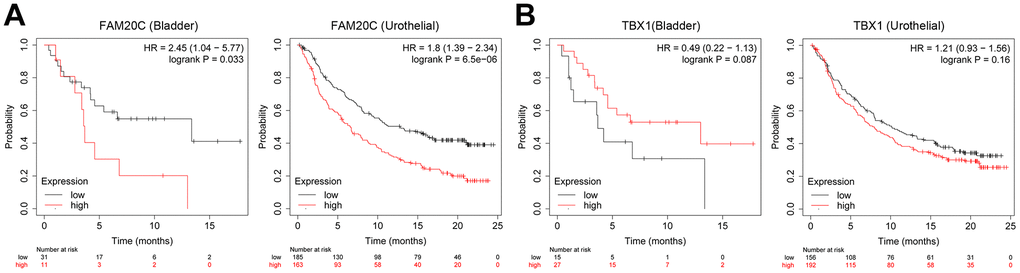 Association of FAM20C and TBX1 expression with immunotherapy efficiency. (A) Survival analysis of the indicative genes in the immunotherapy of BLCA (anti-PD-1) and (B) urothelial carcinomas (anti-PD-L1) through the Kaplan-Meier plotter platform.