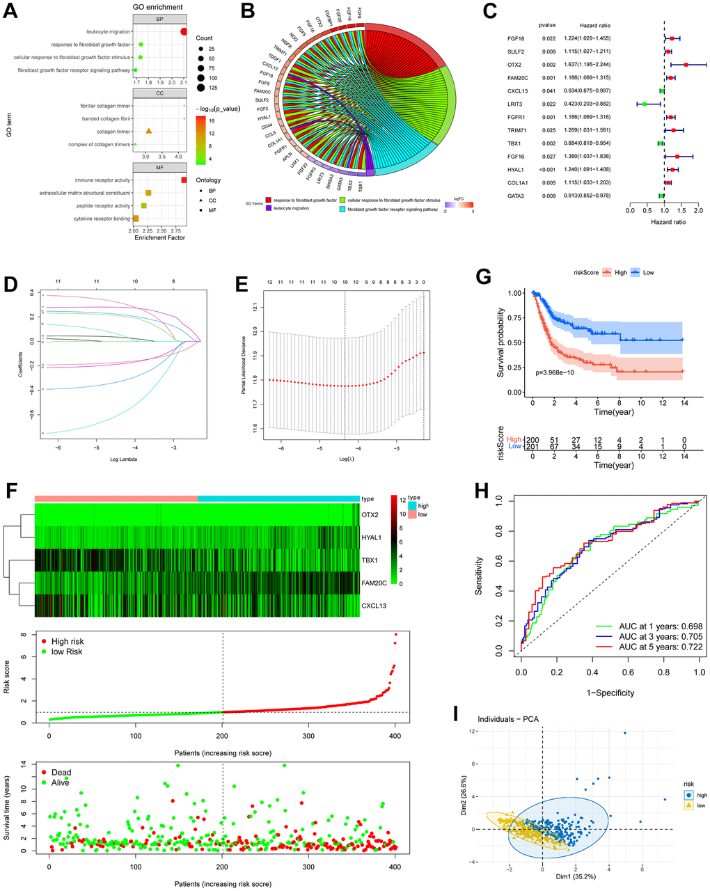 Construction of risk model based on fibroblast growth signal difference. (A) Bubble plot of GO enrichment of fibroblasts-related DEGs between C1 and C2 subgroups. (B) GO chord diagram showed the potential biological processes of the DEGs. (C) Forest plot of the survival-related DEGs obtained by univariate Cox regression, p D, E) The 13 prognostic DRGs were fed into Lasso regression model. (F) Expression profiles of the risk genes (up), distribution of risk score (middle) and survival status (down) of BLCA patients. (G) Kaplan-Meier survival analysis of BLCA patients based on risk score. (H) ROC curves demonstrated the predictive prognostic value of risk score at 1, 3 and 5 years. (I) PCA analysis map of the high- and low-risk groups.