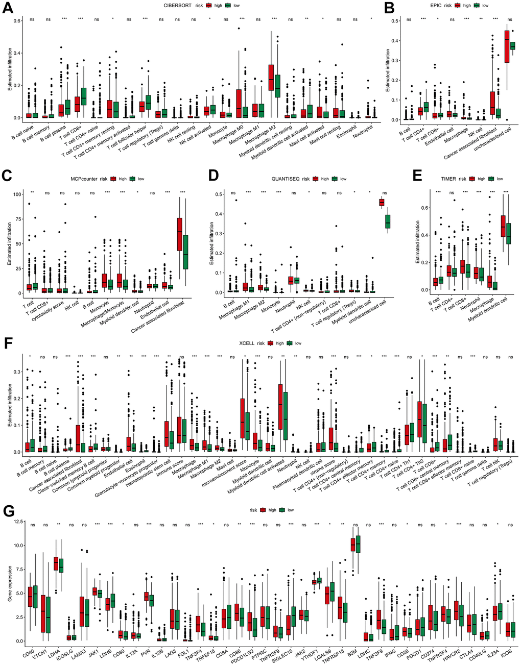 Immune-related association of the risk model. The difference of high- and low-risk groups in tumor immune landscape evaluated by (A) CIBERSORT, (B) EPIC, (C) MCP-Counter, (D) QUANTISEQ, (E) TIMER and (F) XCELL. (G) Differences in the immune checkpoint-related genes expression between high- and low-risk groups. * p p p 