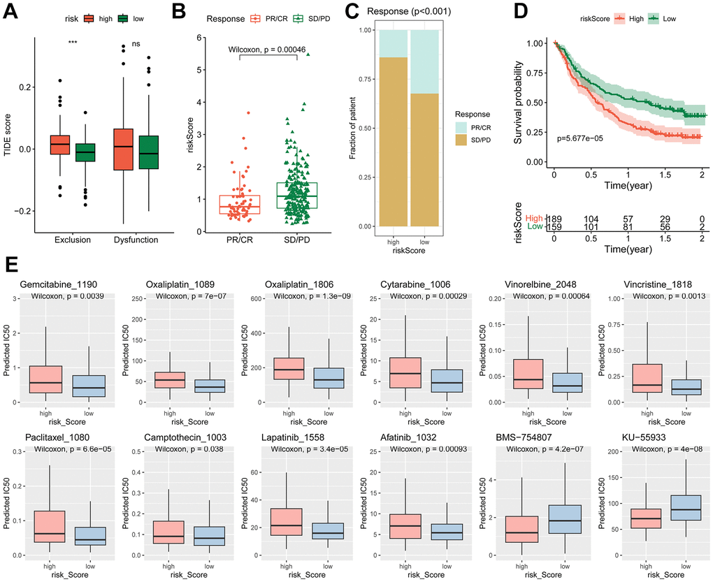 Different immunotherapy response and chemotherapy sensitivity between high- and low-risk groups. (A) Differences of the TIDE score between high- and low-risk groups, *** p B–D) Relationship of risk score with immunotherapy efficiency in IMvigor210 cohort. (B) Difference of risk score in different response groups. (C) Distribution of different response in high- and low-risk groups. (D) Kaplan-Meier curve of the high- and low-risk patients. (E) The estimated IC50 of chemotherapy drugs.