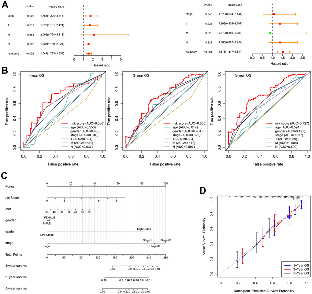 Construction of a nomogram. (A) Univariate Cox regression (left) and multivariate Cox regression (right) indicated the risk score as an independent prognostic factor. (B) ROC curves of the risk score and clinical characteristics. (C) Nomogram consisting of risk score and clinical factors. (D) Calibration curve for validation of the nomogram for estimating survival at 1-, 3- and 5-years.