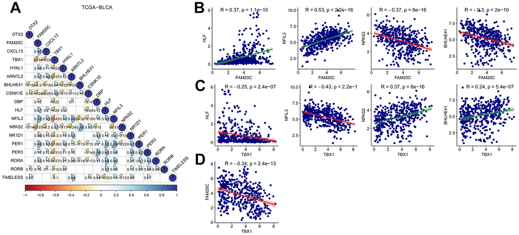 Correlation analysis of risk genes with the CCRDs. (A) Correlated expression of the risk genes with the CCRGs in TCGA-BLCA. (B) Correlated expression of FAM20C and (C) TBX1 with HLF, NFIL3, NPAS2 and BHLHE41. (D) FAM20C expression was negatively correlated with TBX1. Method = “Pearson”.