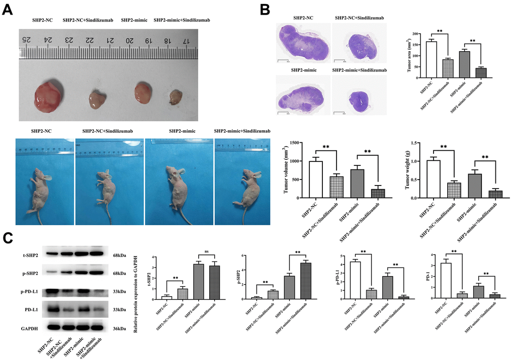 Impact of PD-1 monoclonal antibodies in TAMs on the progression of cervical cancer. (A) Graphical representation of tumor-bearing nude mice experimental results and statistical graph of tumor volume and weight; (B) H&E staining results graph and statistical graph of tumor slice area; (C) Western blot bands of t-SHP2, p-SHP2, PD-1, and PD-L1 and relative protein expression levels. GAPDH as a control protein. Data were expressed as mean±SD. **P0.05.