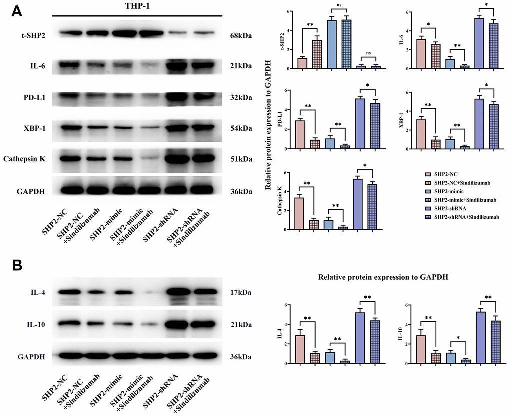 Impact of PD-1 monoclonal antibodies in TAMs on the PD-1/IRE1α/SHP2 signaling pathway. (A) Protein banding plots of t-SHP2, IL-6, PD-L1, XBP-1 and cathepsin K and relative protein expression statistics; (B) protein banding plots of IL-4 and IL-10 and relative protein expression statistics. GAPDH as a control protein. Data were expressed as mean±SD. *P0.05.