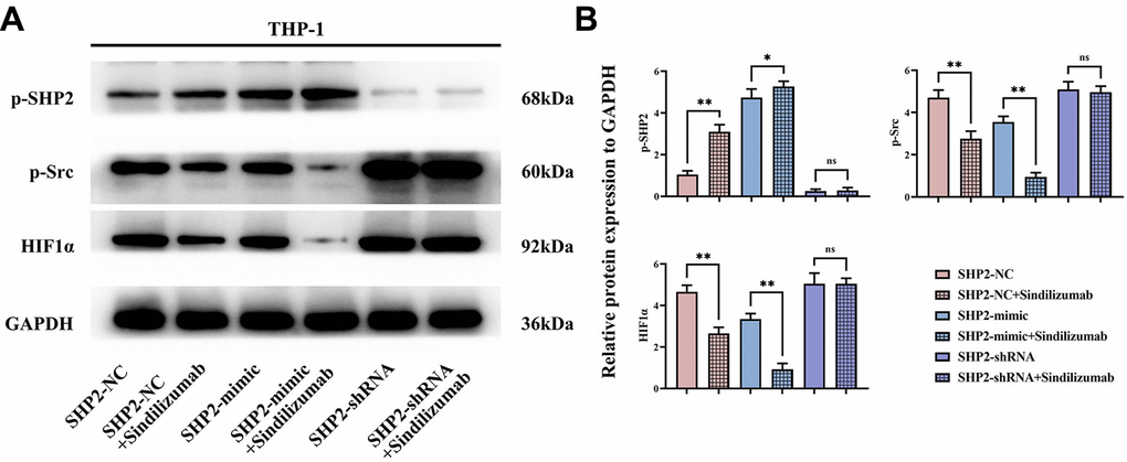 Impact of PD-1 monoclonal antibodies in TAMs on the SHP2/Src signaling pathway. (A) Western blot bands of p-SHP2, p-Src, and HIF1α; (B) statistical analysis of the relative protein expression levels of p-SHP2, p-Src, and HIF1α. GAPDH as a control protein. Data were expressed as mean±SD. *P0.05.