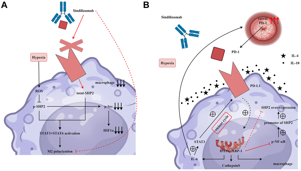 PD-1 monoclonal antibodies in tumor-associated macrophages inhibit the migration and angiogenesis of cervical cancer cells by affecting the PD-1/IRE1α/SHP2/HIF1α signaling pathway, thereby suppressing the progression of cervical cancer. (A) Sindilizumab inhibits M2 polarisation in tumour-associated macrophages by affecting the SHP2/STAT3/STAT6/HIF1α signalling pathway. (B) Sindilizumab inhibits migration and angiogenesis of cervical cancer cells by affecting the PD-1/IRE1α/SHP2/HIF1α signalling pathway.