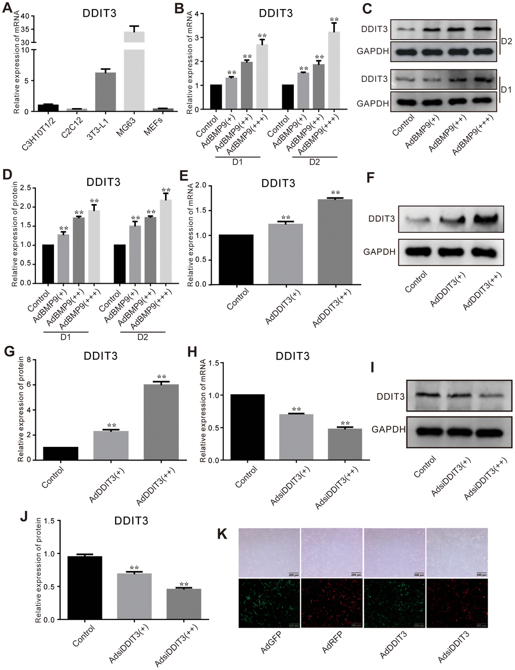 Effects of BMP9 on the expression of DDIT3 in C3H10T1/2 cells. (A) Real-time PCR assay shows the expression of DDIT3 in several progenitors and MG63 cells. (B) Real-time PCR assay shows the effect of BMP9 on the mRNA expression level of DDIT3. (C) Western blot assay shows the effect of BMP9 on the protein level of DDIT3. (D) Quantitative analyses of Western blot assay show the effect of BMP9 on the protein level of DDIT3. (E, F) Real-time PCR and Western blot assay show the effect of DDIT3 recombinant adenovirus on the mRNA and protein level of DDIT3. (G) Quantitative analyses of Western blot assay show the effect of DDIT3 recombinant adenovirus on the protein level of DDIT3. (H–J) Real-time PCR and Western blot assay show the effect of DDIT3 siRNAs recombinant adenovirus on the mRNA and protein level of DDIT3. (K) Images show the infection of AdDDIT3 and AdsiDDIT3 in C3H10T1/2 cells. “**” p 