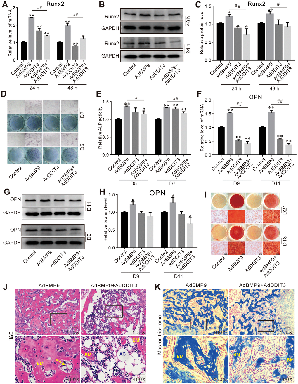 Effects of DDIT3 on the BMP9-induced osteogenic markers in C3H10T1/2 cells. (A) Real-time PCR results show the effect of DDIT3 on the mRNA expression of Runx2 induced by BMP9. (B) Western blot assay results show the effect of DDIT3 on protein level of Runx2 induced by BMP9. (C) Quantitative results of Western blot assay show the effect of DDIT3 on protein level of Runx2 induced by BMP9. (D) ALP staining results show the effect of DDIT3 on the ALP activity induced by BMP9 on day 5 or day 7. (E) Quantitative results of ALP staining show the effect of DDIT3 on the ALP activity induced by BMP9 on day 5 or day 7. (F) Real-time PCR results show the effect of DDIT3 on the mRNA expression of OPN induced by BMP9 on day 9 and day 11. (G) Western blot assay results show the effect of DDIT3 on the protein level of OPN induced by BMP9 on day 9 and day 11. (H) Quantitative results of Western blot assay show the effect of DDIT3 on the protein level of OPN induced by BMP9 on day 9 and day 11. (I) Alizarin red S staining results show the effect of DDIT3 on matrix mineralization induced by BMP9 on day 18 and day 21. (J) H&E staining results show the effect of DDIT3 on the bone formation induced by BMP9 (upper panel bar is 50 μm, lower panel bar is 200 μm; lower panel shows the detail about the part of the rectangle; BM: bone matrix, AC: adipocyte). (K) Masson‘s trichrome staining results show the effect of DDIT3 on the bone formation induced by BMP9 (upper panel bar is 50 μm, lower panel bar is 200 μm; lower panel shows the detail about the part of the rectangle; BM: bone matrix). Compared with the control group, “*” p 