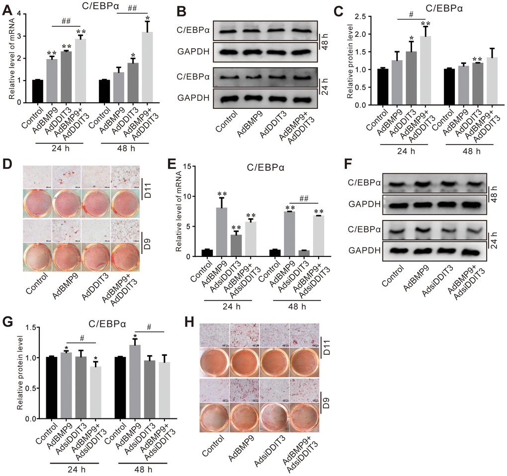 Effects of DDIT3 on BMP9-induced adipogenic markers in C3H10T1/2 cells. (A) Real-time PCR results show the effect of DDIT3 on the mRNA expression of C/EBPα induced by BMP9. (B) Western blot assay results show the effect of DDIT3 on the protein level of C/EBPα induced by BMP9. (C) Quantitative results of Western blot assay show the effect of DDIT3 on the protein level of C/EBPα induced by BMP9. (D) Oil red O staining results show the effect of DDIT3 on lipid droplet formation induced by BMP9 on day 9 and day 11. (E) Real-time PCR assay results show the effect of DDIT3 knockdown on the mRNA level of C/EBPα induced by BMP9. (F) Western blot assay results show the effect of DDIT3 knockdown on the protein level of C/EBPα induced by BMP9. (G) Quantitative results of Western blot assay show the effect of DDIT3 knockdown on the protein level of C/EBPα induced by BMP9. (H) Oil red O staining results show the effect of DDIT3 knockdown on lipid droplet formation induced by BMP9 on day 9 and day 11. Compared with the BMP9 group, “*” p 