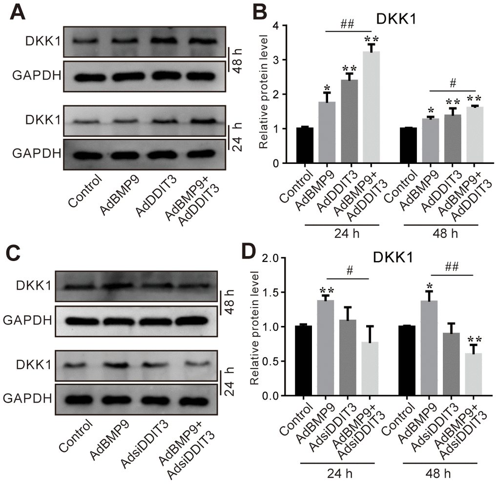 Effects of DDIT3 and/or BMP9 on DKK1 expression in C3H10T1/2 cells. (A) Western blot assay results show the DDIT3 effect on the protein level of DKK1 induced by BMP9. (B) Quantitative results of Western blot assay show the DDIT3 effect on the protein level of DKK1 induced by BMP9. (C) Western blot assay results show the protein level of DKK1 induced by BMP9 was reduced by DDIT3 knockdown. (D) Quantitative results of Western blot assay show the DDIT3 effect on DKK1 induced by BMP9. “*” P 