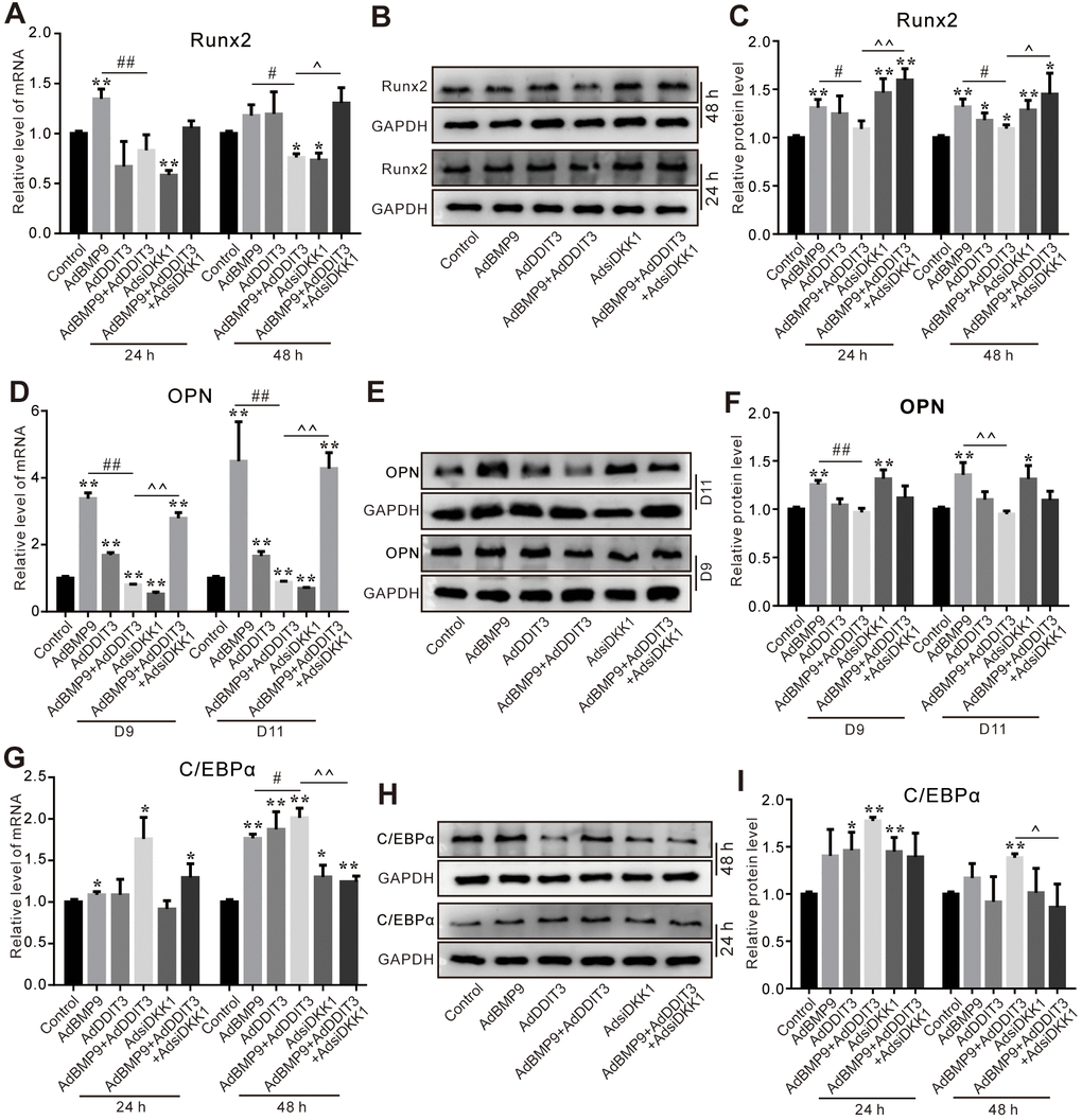 Effects of DKK1 knockdown and/or DDIT3 on BMP9-induced osteogenic and adipogenic markers in C3H10T1/2 cells. (A) Real-time PCR assay shows the effect of DDIT3 and/or DKK1 knockdown on Runx2 mRNA expression induced by BMP9. (B) Western blot results show the effect of DDIT3 and/or DKK1 knockdown on Runx2 protein level induced by BMP9. (C) Quantitative results of Western blot assay show the effect of DDIT3 and/or DKK1 knockdown on the Runx2 protein level induced by BMP9. (D) Real-time PCR assay shows the effect of DDIT3 and/or DKK1 knockdown on the mRNA expression of OPN induced by BMP9. (E) Western blot assay shows the effect of DDIT3 and/or DKK1 knockdown on the OPN protein level induced by BMP9. (F) Quantitative results of Western blot assay show the effect of DDIT3 and/or DKK1 knockdown on the OPN protein level induced by BMP9. (G) Real-time PCR assay results show the effect of DDIT3 and/or DKK1 knockdown on C/EBPα mRNA expression induced by BMP9. (H) Western blot assay shows the effect of DDIT3 and/or DKK1 knockdown on the C/EBPα protein level induced by BMP9. (I) Quantitative results of Western blot assay show the effect of DDIT3 and/or DKK1 knockdown on C/EBPα protein level induced by BMP9. “*” p 