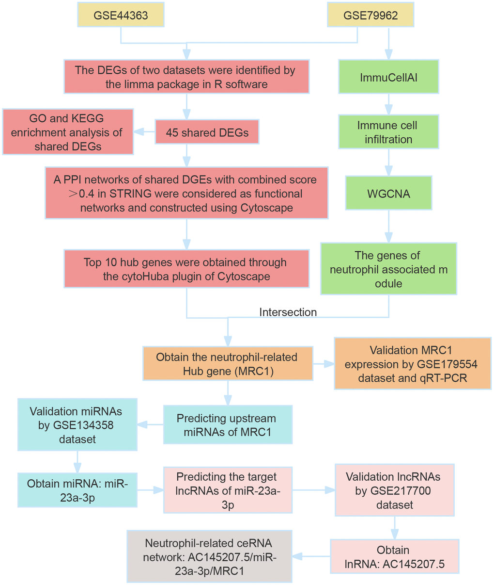 Overview of study workflow. This figure illustrates the sequential steps followed in the study, encompassing the identification of differentially expressed genes (DEGs), Gene Ontology (GO) and Kyoto Encyclopedia of Genes and Genomes (KEGG) analyses, and the construction of a protein–protein interaction (PPI) network.