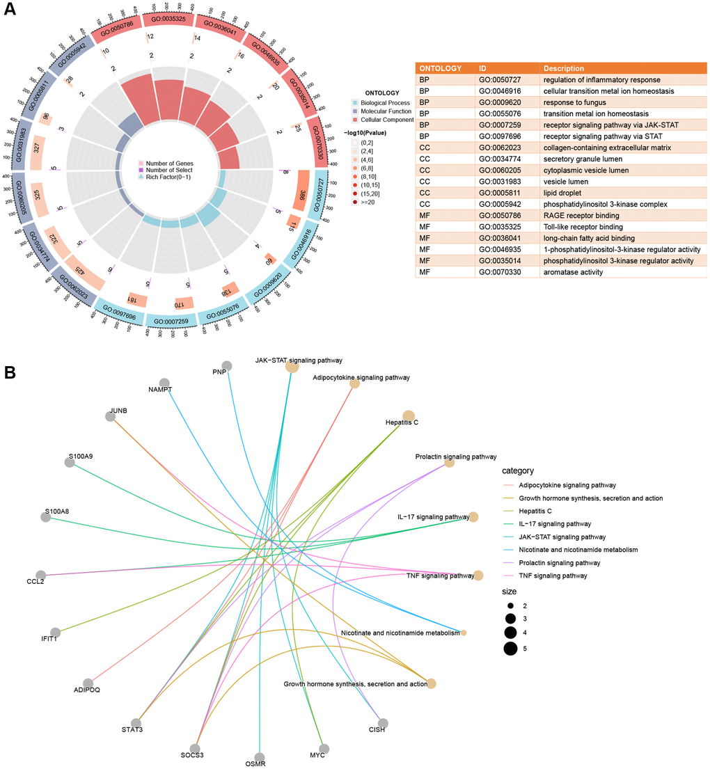 Enrichment analysis of shared DEGs. (A) A circle plot displays the top 6 enriched GO terms across Biological Process (BP), Cellular Components (CC), and Molecular Function (MF) categories. (B) Crosstalk analysis linking shared DEGs with KEGG pathways. Significance was determined using a Q-value threshold of 