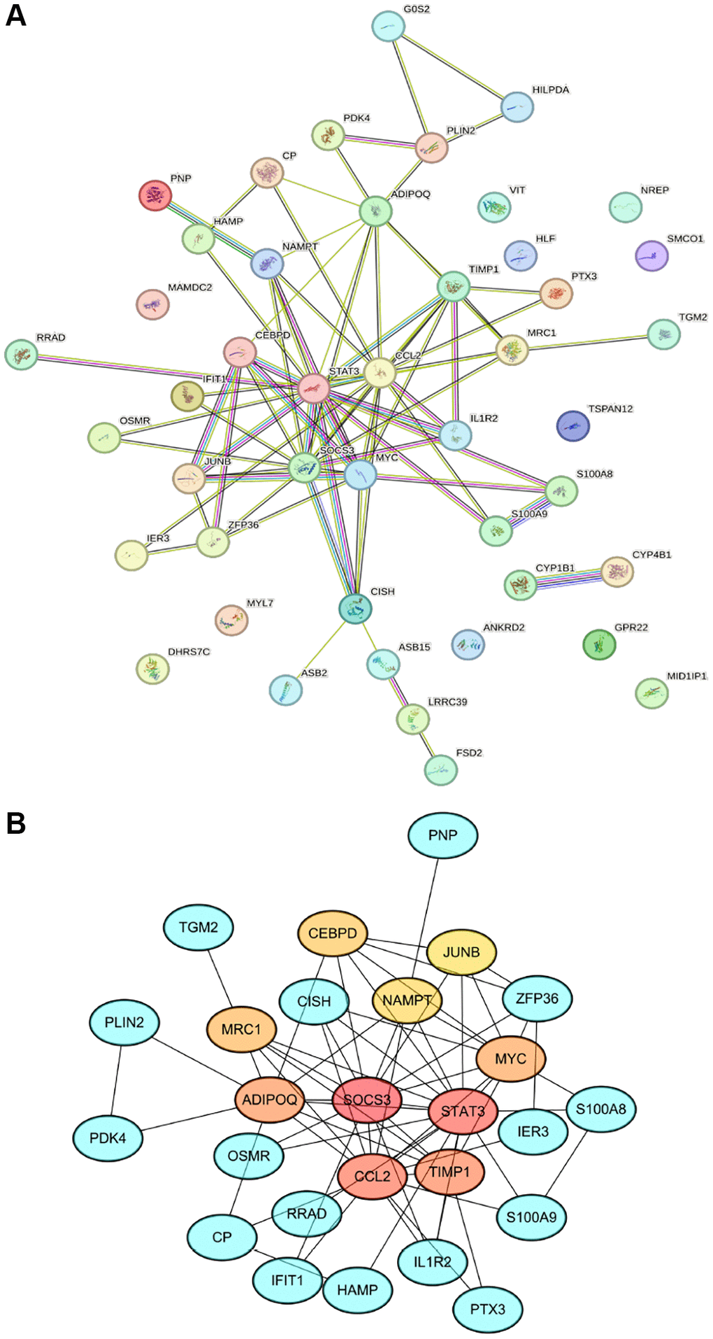 PPI network construction and hub gene identification. (A) Network diagram illustrating interactions between proteins encoded by shared DEGs, comprising 34 nodes and 75 edges. (B) Cluster plot highlighting the top 10 hub genes; the intensity of the node color correlates with the MCC score.