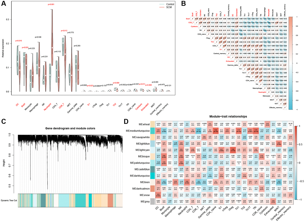 Analysis of immune cell infiltration and module gene identification. (A) Violin plot depicting the distribution of 24 immune cell types; significant differences between control and SCM groups are noted in red. (B) Heatmap of correlations between the 24 immune cells, with color coding indicating the nature of the correlation. (C) WGCNA-derived co-expression modules, displayed in a color-coded gene dendrogram. (D) Module-trait relationship grid, where each cell shows the correlation coefficient and P-value, with color indicating the direction of the correlation.