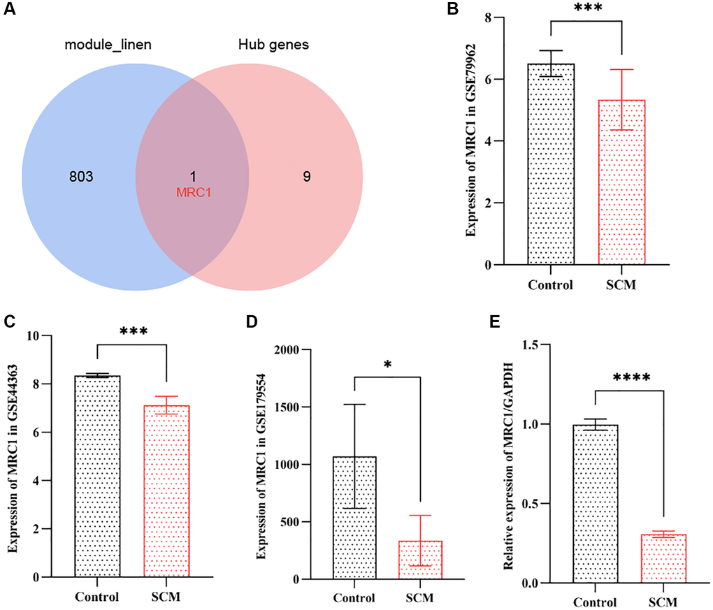 Validation of neutrophil-related hub gene MRC1 in SCM. (A) Venn diagram indicates intersection between top 10 hub genes and 804 neutrophil-related module genes. (B–D) Bar plots showing MRC1 expression levels in GSE79962, GSE44363, and GSE178554 datasets, respectively. (E) RT-PCR results illustrating significant downregulation of MRC1 expression. Significance levels are indicated (*p **p ***p ****p 