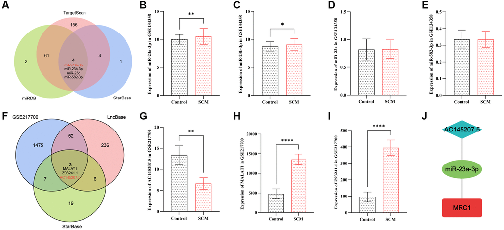 Construction of the neutrophil-related ceRNA network AC145207.5/miR-23a-3p/MRC1. (A) Venn diagram displaying intersecting miRNAs targeting MRC1, as predicted by three online databases. (B–E) Bar plots depict the expression of shared target miRNAs of MRC1 in the GSE134358 dataset. (F) Venn diagram shows intersecting lncRNAs targeting miR-23a-3p, as predicted by two online databases, with differential lncRNAs in GSE217700. (G–I) Bar plots for the expression of shared target lncRNAs of miR-23a-3p in GSE217700. (J) The constructed AC145207.5/miR-23a-3p/MRC1 ceRNA network. Significance levels are indicated (*p **p ***p ****p 