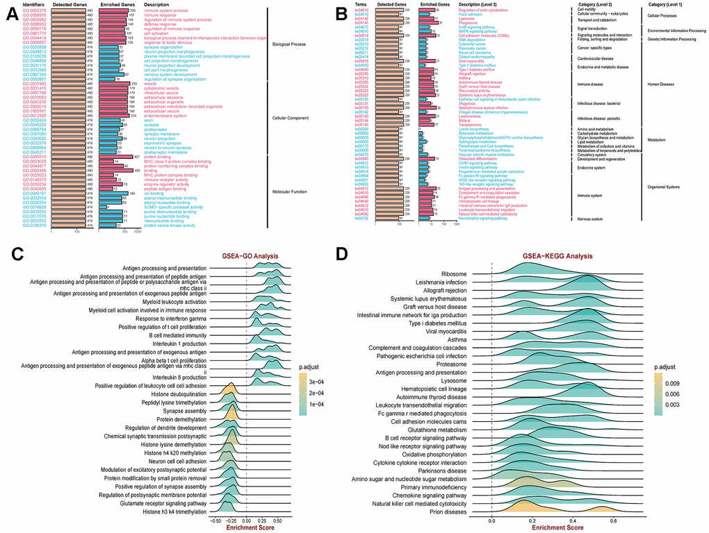 Clarification of relevant functions in COPD using GEO data. (A, B) Kyoto Encyclopedia of Genes and Genomes (KEGG) pathway and Gene Ontology (GO) enrichment analysis revealed that immune pathways (immune system processes; immune response) and vesicle pathways (extracellular exosomes; endosomal system) are associated with COPD. (C, D) Gene Set Enrichment Analysis (GSEA) demonstrated a significant correlation between COPD and antigen presentation as well as immune response pathways.