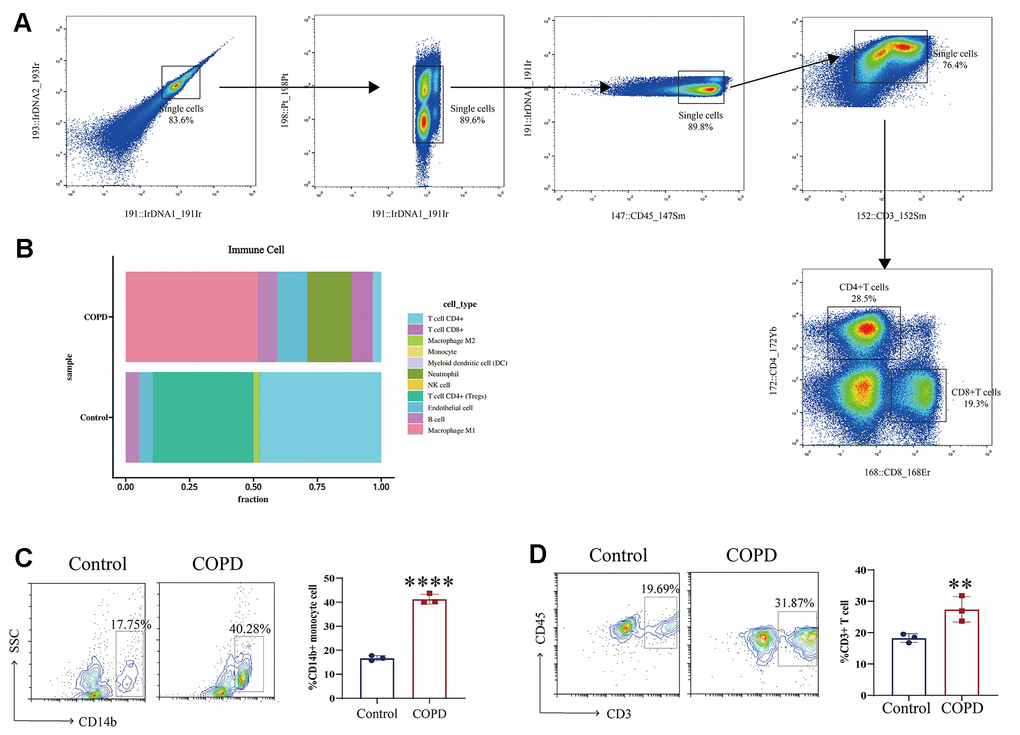 Immune microenvironment in COPD induced by cigarette smoke. (A, B) Mass cytometry was utilized to examine alterations in immune cell composition in the lung tissue of the COPD C57BL/6 mouse model (n = 5 replicates). (C, D) Moreover, flow cytometry analysis revealed a significant rise in immune cells in the lung tissue of COPD mice. Data are shown as the mean ± SEM (n = 3-5 replicates). *P P P P 