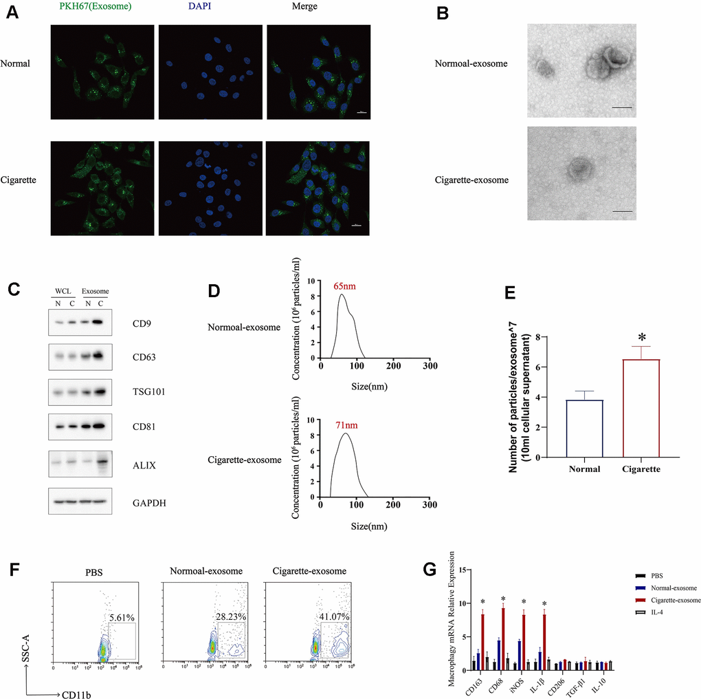 Exosomes secreted by cigarette smoke (CS)-exposed epithelial cells mediate M1 macrophage polarization. (A) Image showing the internalization of exosomes from CS-epithelial cells immunofluorescently labeled for PKH67 (green). (B) Electron micrographs of CS-epithelial cells-produced exosomes purified from conditioned medium from cells grown under Normal (N) and Cigarette (C) conditions. (C) Levels of exosomal proteins CD9, CD63, TSG101, CD81, and ALIX in whole cells (WCL) and exosomes extracts determined using western blotting. GAPDH was detected as a loading control. The level of exosomes was evaluated in 1×10^6 cells of cells. (D, E) The characterization of the purified exosomes was performed using the NanoSight nanoparticle tracking system. (F) THP-1 cellular levels of CD11b, a marker of macrophages, detected using flow cytometry. (G) Macrophages were treated with N-exosomes, C-exosomes (100 μg/mL) or control (PBS and IL-4). Two days later, the mRNA levels of markers of M2 macrophages (CD206, IL-10 and TGF-β) and markers of M1 macrophages (CD163, CD68, IL-1β and iNOS) were detected using qRT-PCR. Data are shown as the mean ± SEM (n = 3–5 replicates). *P P P P 