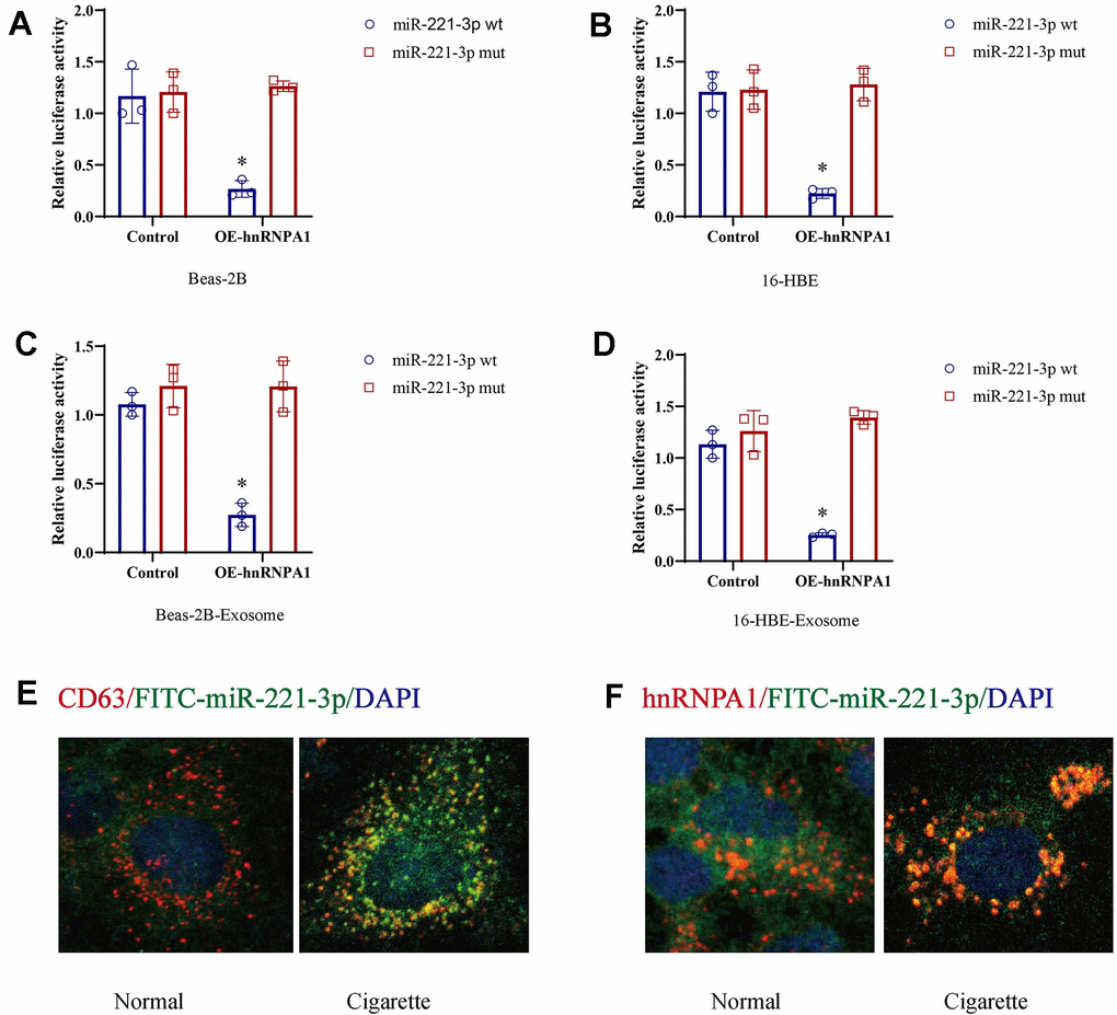 Cigarette smoke (CS) induces exosomal miR-221-3p through binding with hnRNPA1. (A–D) CS-epithelial cells were co-transfected with wild-type or mutant miR-221-3p and hnRNPA1 and then subjected to luciferase reporter assays. The ratio of Renilla luciferase signals to firefly luciferase signals was used to normalize the luciferase activity at 48 h post-transfection. (E, F) The co-location of CD63, hnRNPA1 and miR-221-3p using immunofluorescence.