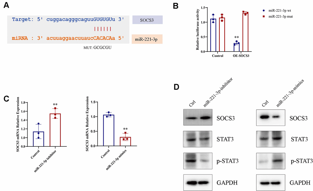 Macrophage M1 polarization is enhanced by miR-221-3p from exosomes induced by cigarette smoke (CS), leading to increased p-STAT3 expression. (A) Binding sites for miR-221-3p in SOCS3 using microRNA.org-Targets3. (B) Luciferase reporter assays in epithelial cells co-transfected with wild-type or mutant miR-221-3p and SOCS3. (C) qRT-PCR determination of SOCS3 expression in epithelial cells transfected with miR-221-3p inhibitors or miR-221-3p mimics. (D) STAT3 levels in macrophages transfected with miR-221-3p inhibitors or miR-221-3p mimics determined using western blotting. Data are shown as the mean ± SEM (n = 3–5 replicates). *P P P P 