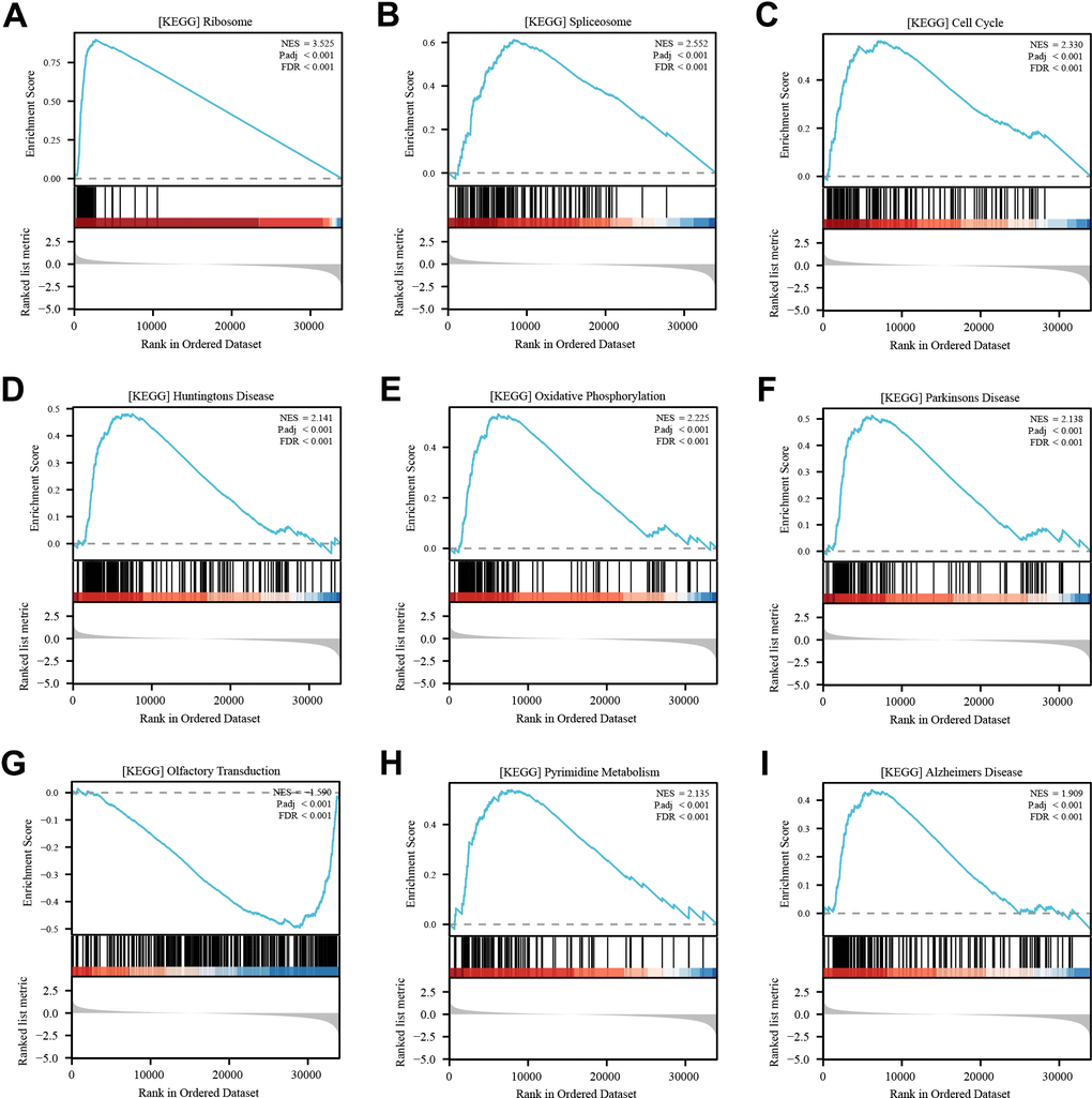 Enrichment analysis of RPL22L1 (GSEA). (A) Ribosome. (B) Spliceosome. (C) Cell cycle. (D) Huntington’s disease. (E) Oxidative phosphorylation. (F) Parkinsons disease. (G) Olfactory transduction. (H) Pyrimidine metabolism. (I) Alzheimer's disease. NES, which stands for normalized ES, and FDR, which stands for false discovery rate, were utilized in this study.