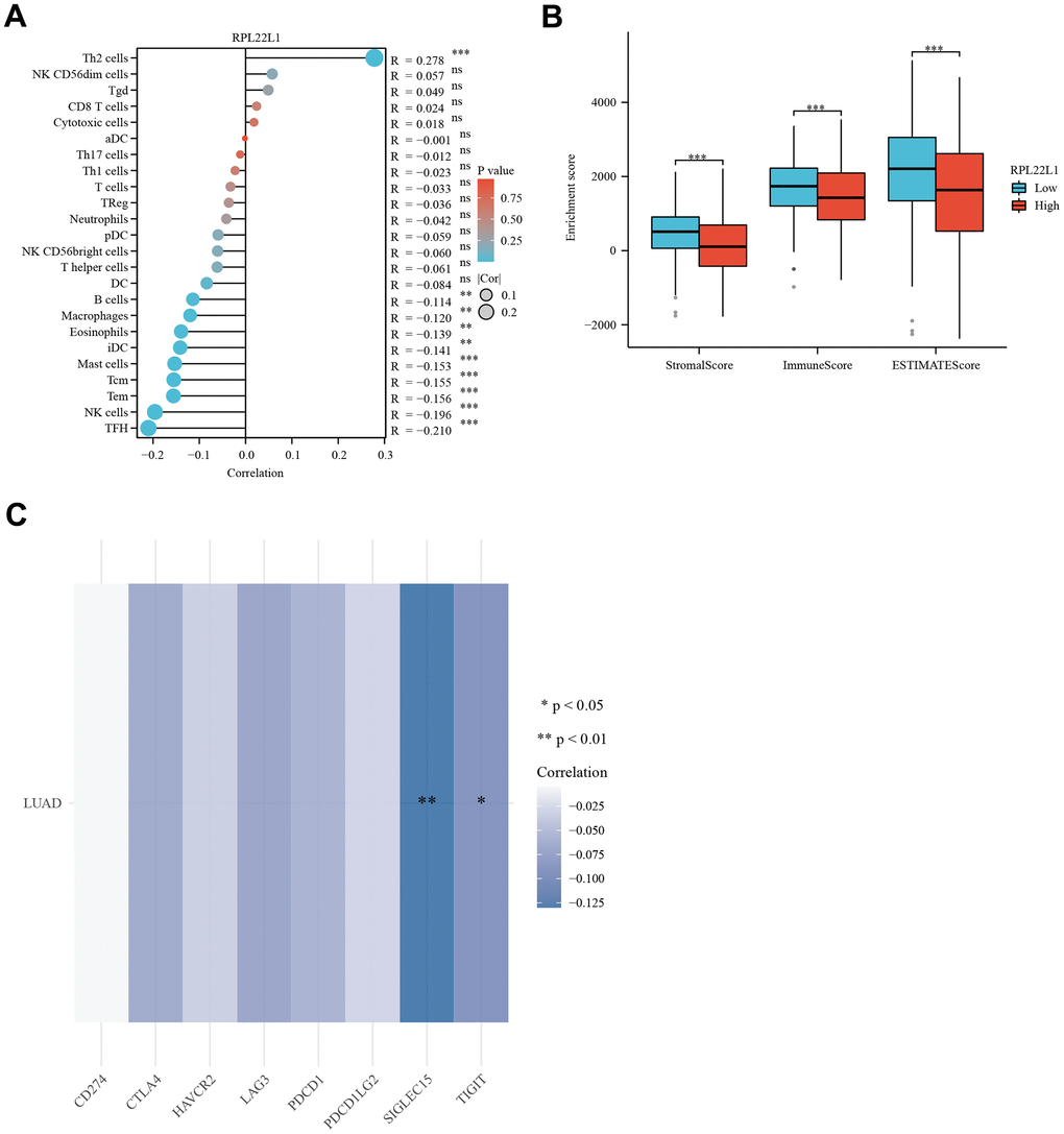 RPL22L1 expression was associated with immune infiltration, immune score, and immune checkpoint genes in LUAD. (A) Lollipop plot. (B) Grouped comparison plots. (C) Check point genes. Statistical significance was denoted by asterisks, with *, **, and *** representing p-values less than 0.05, 0.01, and 0.001, respectively.