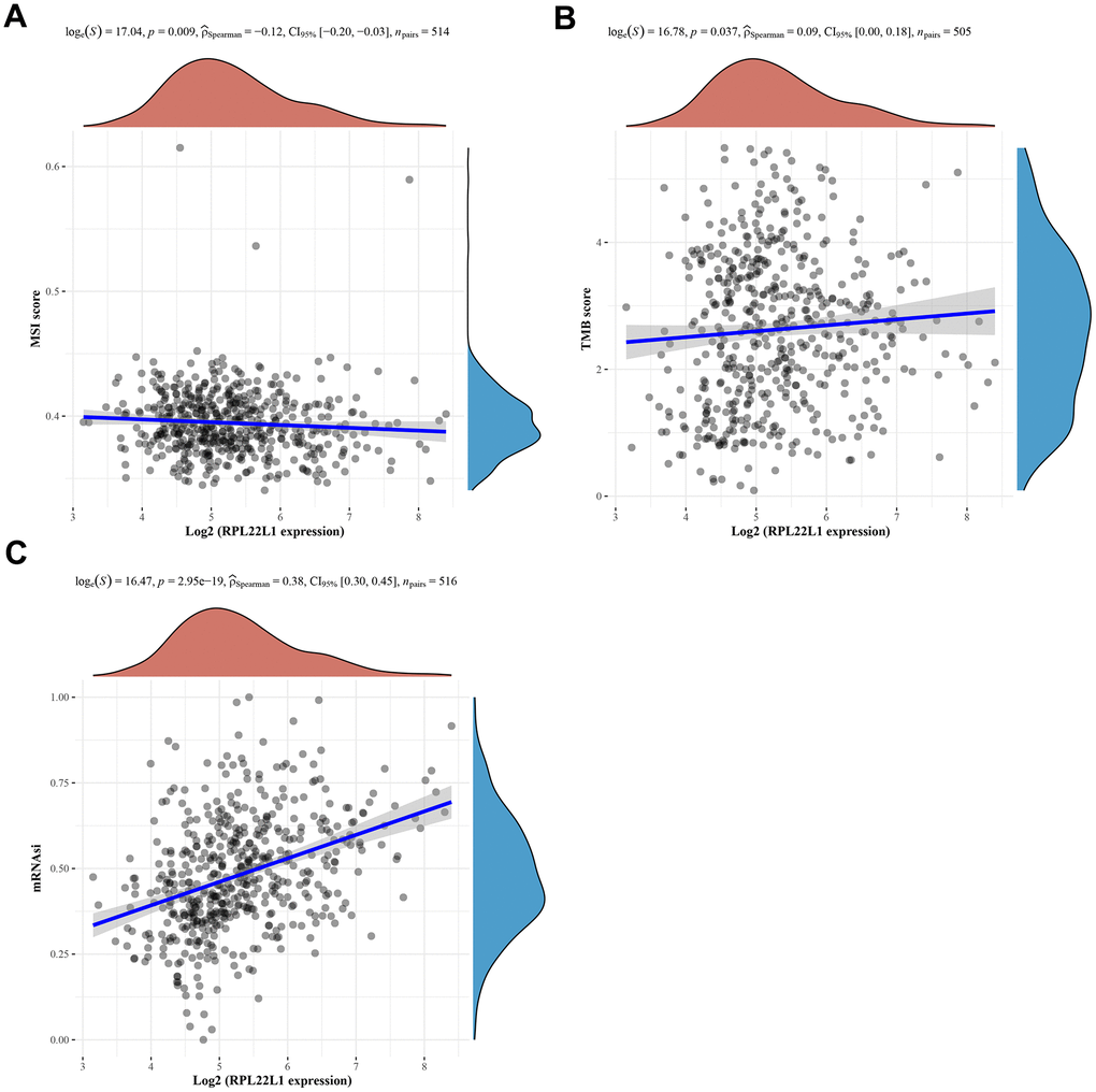 Spearman correlation analysis of MSI/TMB and mRNAsi and RPL22L1 gene expression in LUAD. (A) MSI. (B) TMB. (C) mRNAsi. The figure displays the gene expression distribution on the horizontal coordinates and the mRNAsi distribution on the vertical coordinates. The density curve on the right side represents the trend of the mRNAsi distribution, while the density curve on the upper side represents the trend of the gene expression distribution. The uppermost values in the figure indicate the correlation p-value, correlation coefficient, and the method used for correlation calculation.