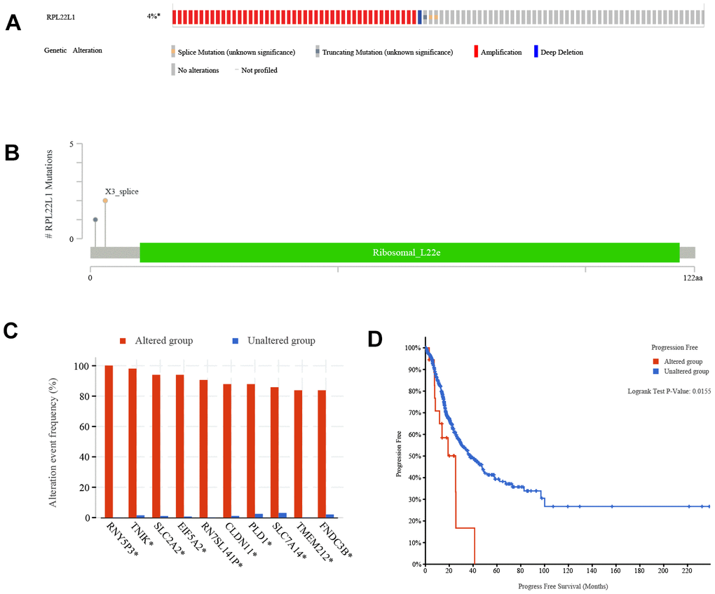 Genetic alterations of RPL22L1 in LUAD. (A) This study examines the presence of structure variants, mutations, and copy number alterations in the gene RPL22L1. (B) The aim of this research is to provide a comprehensive description of the various types, number, and location of mutations occurring in the gene RPL22L1. (C) The frequency of gene alterations is assessed in both the RPL22L1 altered and unaltered groups, in order to determine their association with the gene RPL22L1. (D) A comparative analysis of progression free survival is conducted between the RPL22L1 altered group and the RPL22L1 unaltered group in pan cancer cases.