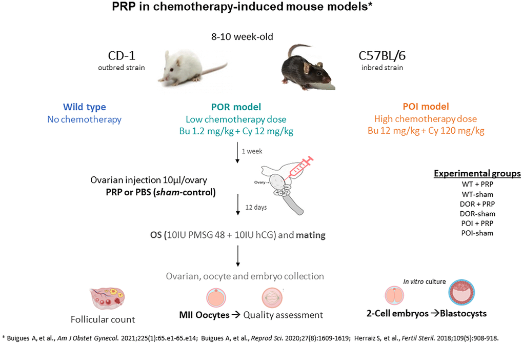 Experimental design scheme for testing the regenerative effects of platelet rich plasma (PRP) in chemotherapy-induced ovarian damage mouse models using CD1 and C57BL/6 strains. Abbreviations: POR: poor ovarian reserve; POI: premature ovarian insufficiency; OS: ovarian stimulation; PBS: phosphate buffered saline.