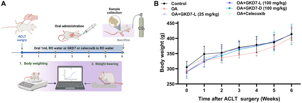 Oral administration of GKD7-L and GKD7-D without affecting body weight in the OA rat model. (A) The experimental design. (B) The GKD7-L or GKD7-D oral delivery did not significantly alter the body weights of OA rats as compared to controls.