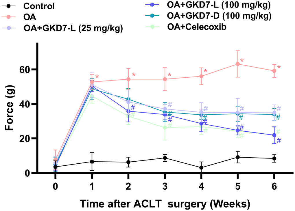 Oral administration of GKD7-L and GKD7-D improved weight-bearing deficits after ACLT surgery. Compared to OA-only rats, oral administration of GKD7-L and GKD7-D contributed to a considerable reduction in weight-bearing asymmetry following ACLT surgery. *p #p 