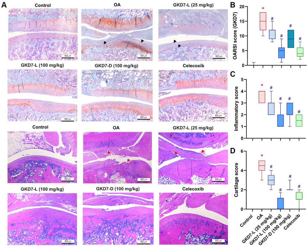 Therapeutic effects of GKD7 treatment evaluated by histopathology. (A) H&E and Safranin-O/Fast Green staining coronal images of articular cartilage from representative knee joints in each group (magnification 4x). Quantitative analyses of (B) Osteoarthritis Research Society International (OARSI) scores, (C) cartilage scores, and (D) synovium scores. The black arrows indicate the cartilage destruction. The red arrows indicate the synovial inflammation. Scale bar = 500 µm. *p #p 