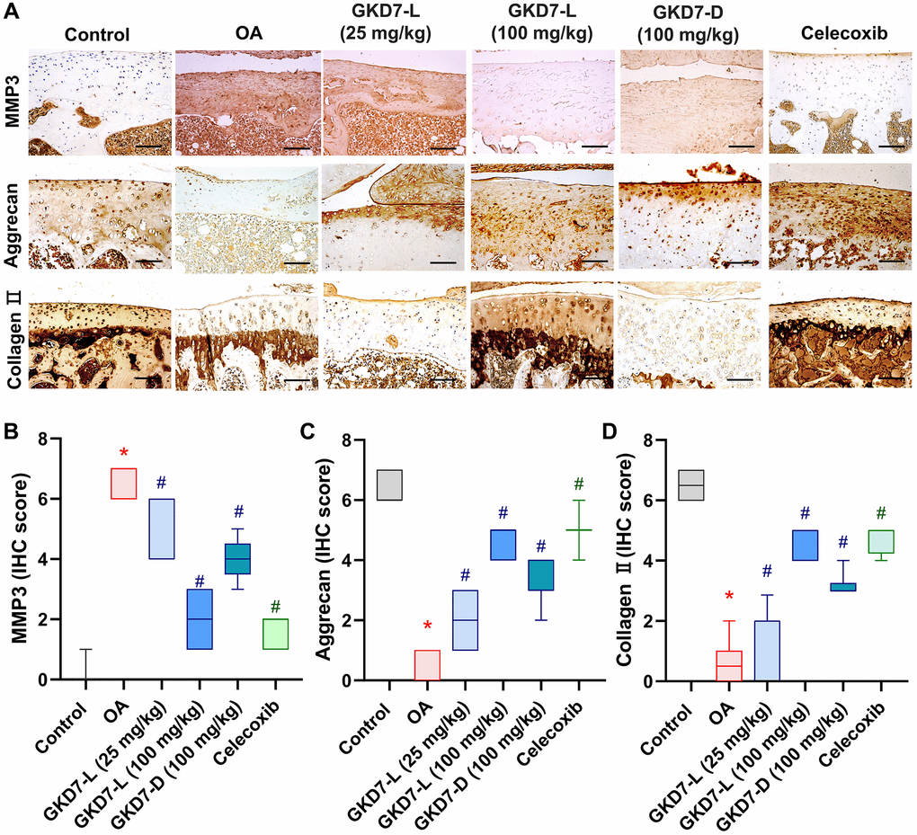 Administration of GKD7-L and GKD7-D reduced levels of MMP3 and matrix degradation on cartilage. (A) IHC staining of MMP3, aggrecan, and collagen II expression in a representative cartilage sample from the control, OA, OA+GKD7-L (25 mg/kg), OA+GKD7-L (100 mg/kg), and OA+GKD7-D (100 mg/kg) groups. Quantitative evaluations of cartilage’s MMP3, aggrecan, and collagen II (B–D). Values are presented as the mean ± SD for each group. Scale bar = 100 µm. *p #p 