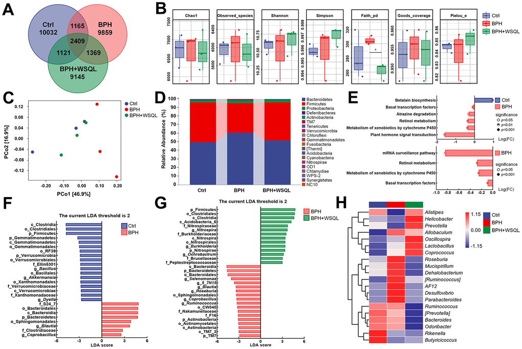 WSQL treatment altered the abundance and diversity of the gut microbiota in BPH of BALB/c mice. (A) ASV Venn diagram. (B) Alpha diversity according to Chao1, Observed