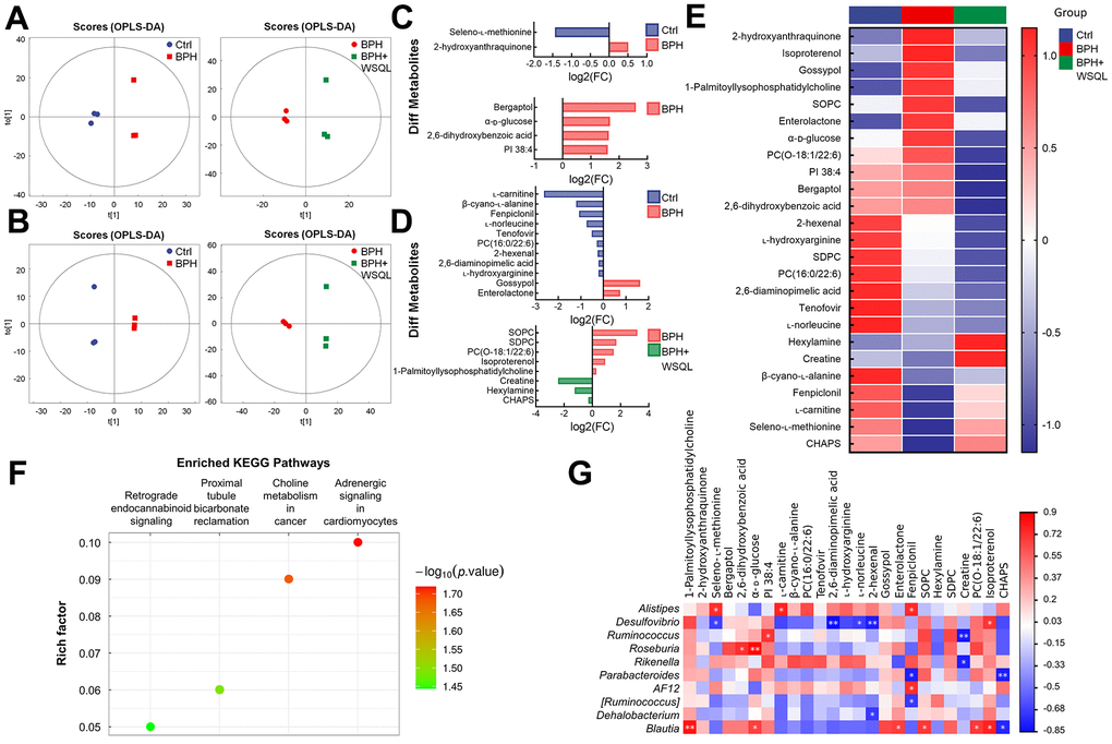 Analysis for the effect of WSQL treatment on metabolites in TP-induced BPH mice. OPLS-DA score plots in (A) negative ion mode and (B) positive ion mode for pair-wise comparisons of BPH with the Ctrl and BPH+WSQL groups respectively. Different metabolites in (C) negative ion mode and (D) positive ion mode for pair-wise comparisons of BPH with the Ctrl and BPH+WSQL groups respectively. OPLS-DA VIP > 1, p E) Heatmap of hierarchical clustering of significantly different metabolites. (F) KEGG enrichment pathway bubble diagram between BPH and BPH+WSQL groups. (G) Association heatmap between metabolic markers and gut microbial markers. ** p p n = 3 for (A–G).