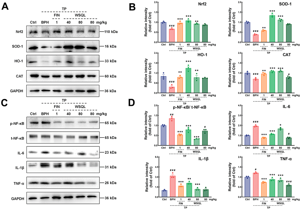 Effects of WSQL on the Nrf2 and NF-κB signaling pathways in the BPH model mice. (A) The protein levels and (B) quantitative analyses of Nrf2, SOD-1, HO-1 and CAT as well as (C) the protein levels and (D) quantitative analyses of p-NF-κB, t-NF-κB, IL-6, IL-1β and TNF-α were determined using western blotting. GAPDH or the corresponding total protein (t-NF-κB) was used as an internal control and were reported as the fold change of the Ctrl group. The data are presented as the mean ± SEM. ###p #p p p p n = 3 for (A–D).