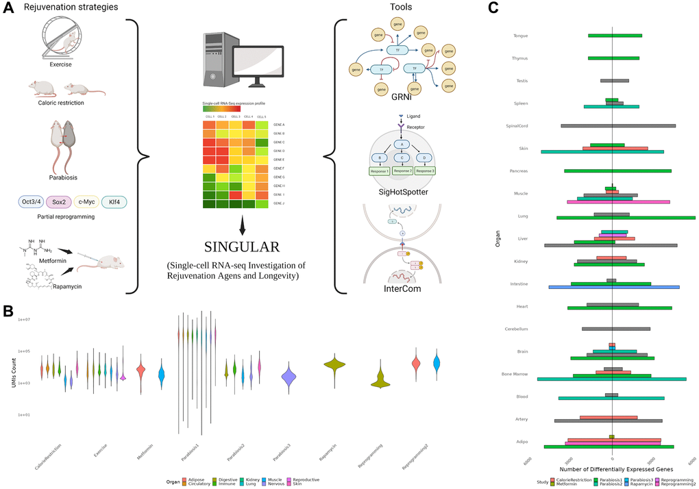  (A) Overview of the SINGULAR project and its initial motivation. Publicly available datasets for several rejuvenation interventions were analyzed in this study. With the exception of Parabiosis, analyzed from three datasets, Reprogramming, which was analyzed from two datasets, and Metformin, also used in the Rapamycin experiment condition, every condition had data from one study. SINGULAR combines a unified processing pipeline for all the datasets with three main tools to explore transcriptional regulatory networks, signaling pathways, and cell-to-cell ligand receptor interactions. (B) Example comparison of the technical heterogeneity motivating this study. UMI counts across organ systems and studies, as well as the organs sample in each of the different studies, both vary greatly. (C) Comparison of counts of unique upregulated and downregulated genes from different studies grouped at the organ level, derived using the Delegate method. Even after applying SINGULAR’s unified preprocessing pipeline, substantial heterogeneity by organ and study in the transcriptional response to rejuvenation remains.