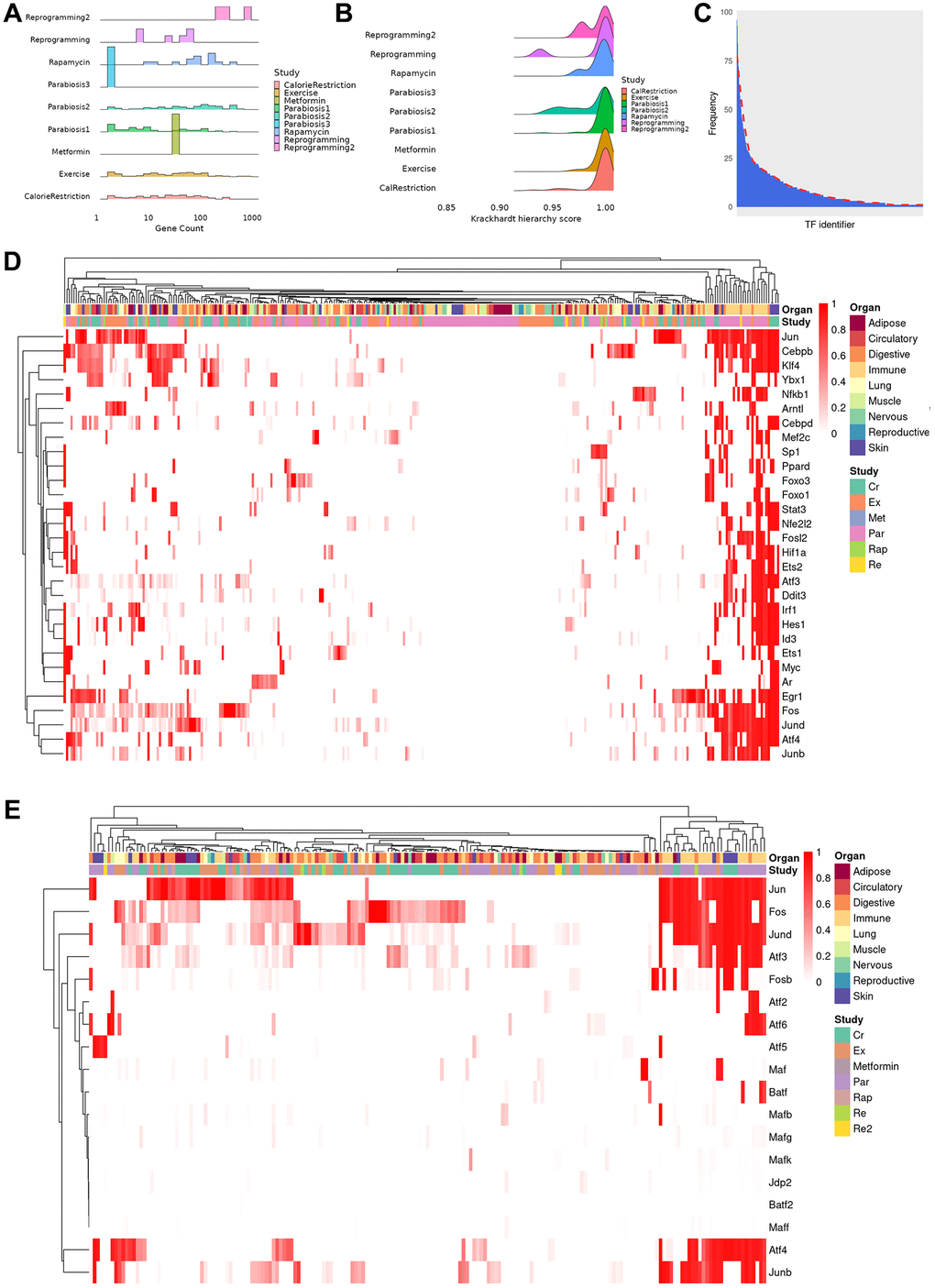 Properties and clustering of master regulators in the rejuvenation response. (A) Ridge plot of network size, calculated as sum of unique TFs and targets for each regulatory gene network, grouped by study (bin size = 30, average number of genes 72, median number of genes 31, range 2–867). Provided enough distinct regulatory networks are observed, their number of elements can vary between organs and cell types of the same dataset. (B) Krackhardt hierarchy scores of all TRNs. In this case, we universally see values very close to 1 (mean 0.994, rage 0.932–1), indicating a very hierarchical regulatory response for all rejuvenation interventions. This motivated the search for master regulators in the transcriptional networks. (C) Distribution of instances of a specific TF being observed in each of the TRNs. The majority of TFs are seen in only a few regulatory networks, but a minority appear in a significant fraction. (D) Heatmap of the TF score (see online methods) for the 30 TFs with the greatest average ranking across all TRNs. Clustering was performed with the manhattan distance and the McQuitty method. Coordinated TF responses can be observed, as well as activity patterns strongly associated more with the rejuvenation condition than the cell type, potentially uncovering more holistic rejuvenation interventions by targeting master regulators behind different interventions. (E) Heatmap subset transcription factors known to be part of the AP-1 complex. Several clusters that contain a single master regulator can be observed in the differential rejuvenation response. Given these cofactors are expected to be coexpressed, this suggests a rejuvenation response in immune cell types under Calorie Restriction and Parabiosis that relies on the action of distinct AP-1 dimers.