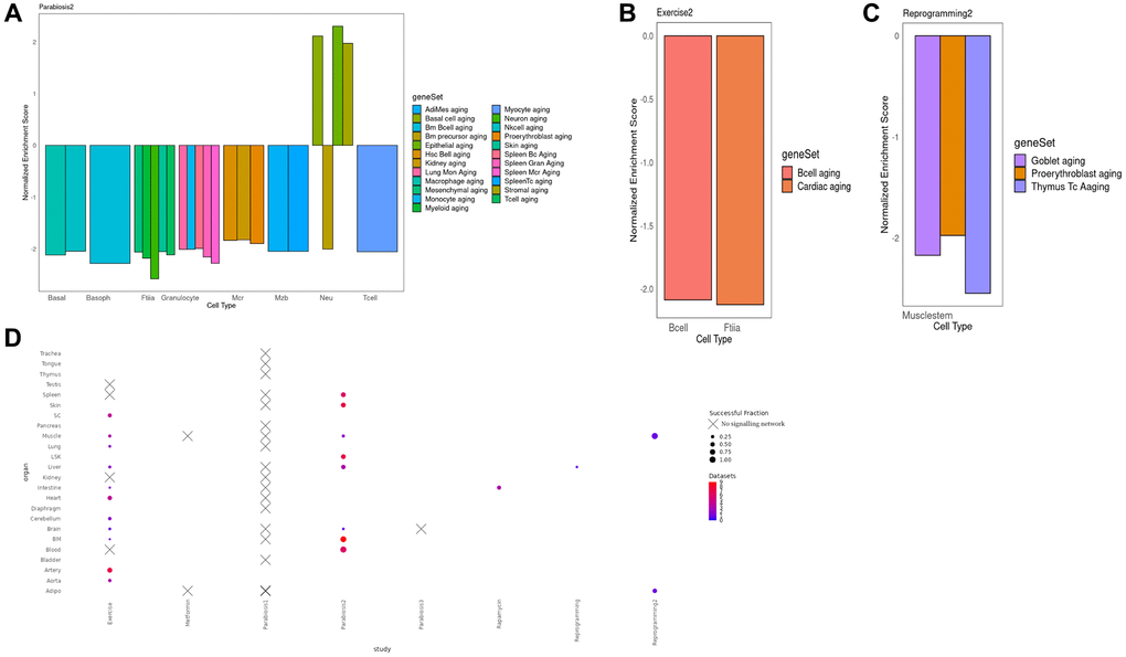  (A) Normalized enrichment scores for different cell types in different organs in the Parabiosis2 dataset. We observe substantial heterogeneity, including situations where a cell is negatively enriched both for its actual cell type and for the aging signature of other, very different lineages. This suggests that Parabiosis may be the most comprehensive rejuvenation intervention at this level of analysis. It must be noted that Neutrophils were the only cell type with a mixed rejuvenating and aging signature, but this is consistent with known responses to heterochronic parabiosis experiments. (B) Normalized enrichment score for the shared component between the TRN and the signaling network for Muscle fiber and Lung B cells under the Exercise condition. In this example, the geneSet cell markers for an aged transcriptome perfectly match the celltype the multi-modal network was derived from. (C) Normalized enrichment score for the shared component between the TRN and the signaling network in Reprogramming dataset for Muscle stem cells. In this example, the negative aging signature is found for three different cell types, none matching the one the data was derived from. (D) Bubble plot illustrating the number of cell types per organ and the fraction of cell types per organ where we were able to detect a sustained signalling network associated with the rejuvenation condition, per organ and study. Crosses indicate absence for any cell type. Full equivalence between the geneSet legend labels and the Tabula Muris Senis enrichments can be found in Supplementary Table 2.