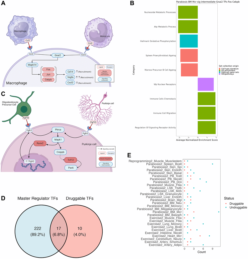 Mechanistic insights from a combined approach of all tools used by SINGULAR. (A) Recapitulation of well documented cell communication pathway for Macrophage recruitment under the Parabiosis condition. Ccr2 recognizes Ccl2, which initiates a signaling cascade to activate the AP-1 complex, which leads to the activation of chemotaxis genes. (B) Further validation of this well-known pathway from gene set Enrichment analysis of the members of the connected component of TRN and signaling cascade crosstalk for Gnai2 as a signalling intermediate and Fos, Jun and Cepbp as TRN TFs. Values have been averaged from several related functions, full results in Supplementary Table 4. (C) Novel signaling cascade. In Purkinje cells of the cerebellum, Fgf10 binds to Fgfr2, initiating a cascade in which Pkrca leads to the activation of Mapk1, which recruits Runx2 for further expression of the Fgfr2 receptor, as well as a separate Creppb-mediated signaling cascade that ends with Tcf12 activating Pax6, a transcription factor known for its neuroprotective properties. (D) Intersection between druggable activating TFs in DrugBank and the master regulators uncovered in this study. (E) Number of druggable key signaling molecules for every integrated TRN and signalling cascade.