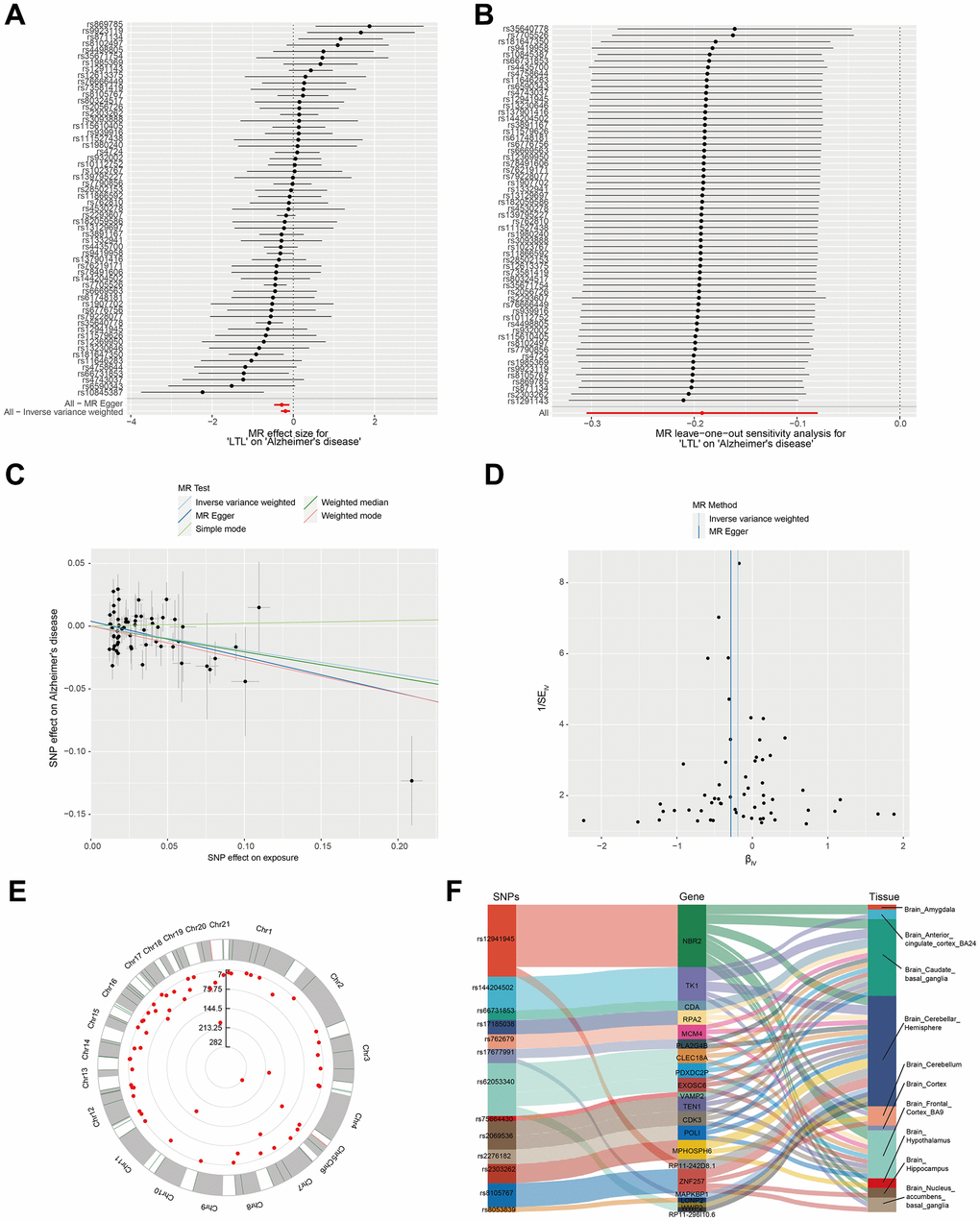 Verification that leukocyte telomere length is correlated with Alzheimer's syndrome using Mendelian randomization. (A) MR analysis for LTL on AD. (B) Sensitivity verification using leave-one-out analysis. (C) Scatterplot representing the causal link between LTL and AD. The horizontal axis reflects the genetic effect of each SNP on LTL. The vertical axis reflects the genetic impact of each SNP on the risk of developing AD. (D) Heterogeneity was assessed by IVW and MR-Egger tests. (E) Distribution of IVs associated with the location of SNPs on chromosomes. (F) Sankey diagram of SNP → gene ← tissue type.