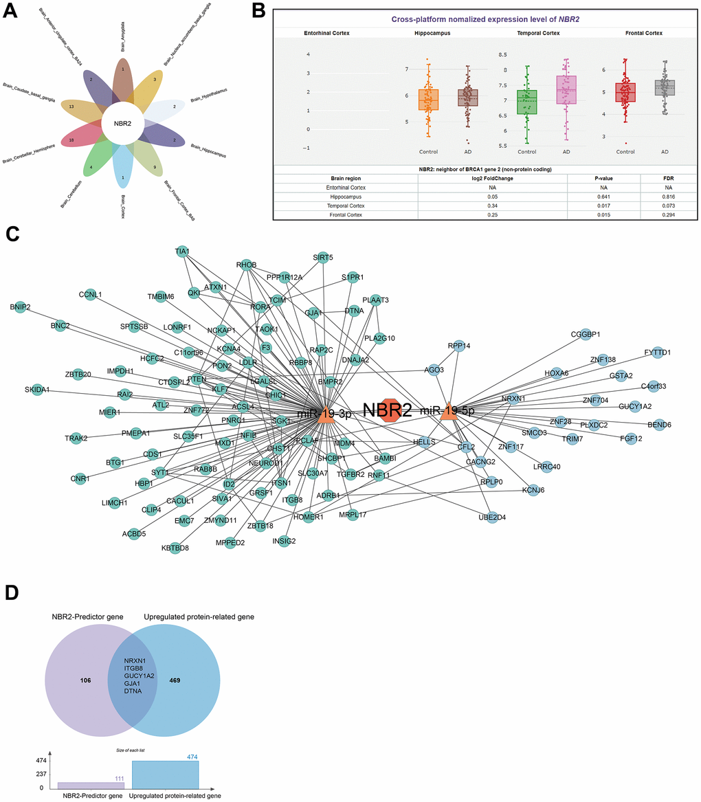 Analysis of genes corresponding to IVs-associated SNPs. (A) Venn diagram demonstrating that NBR2 is a core gene in various parts of the brain tissue. (B) Violin diagram demonstrating the expression of NBR2 in the significant components of the brain. (C) NETWORK diagram demonstrating miRNAs and mRNAs downstream of NBR2. (D) The Venn diagram demonstrates the high expression of 5 genes at both the protein and gene levels.