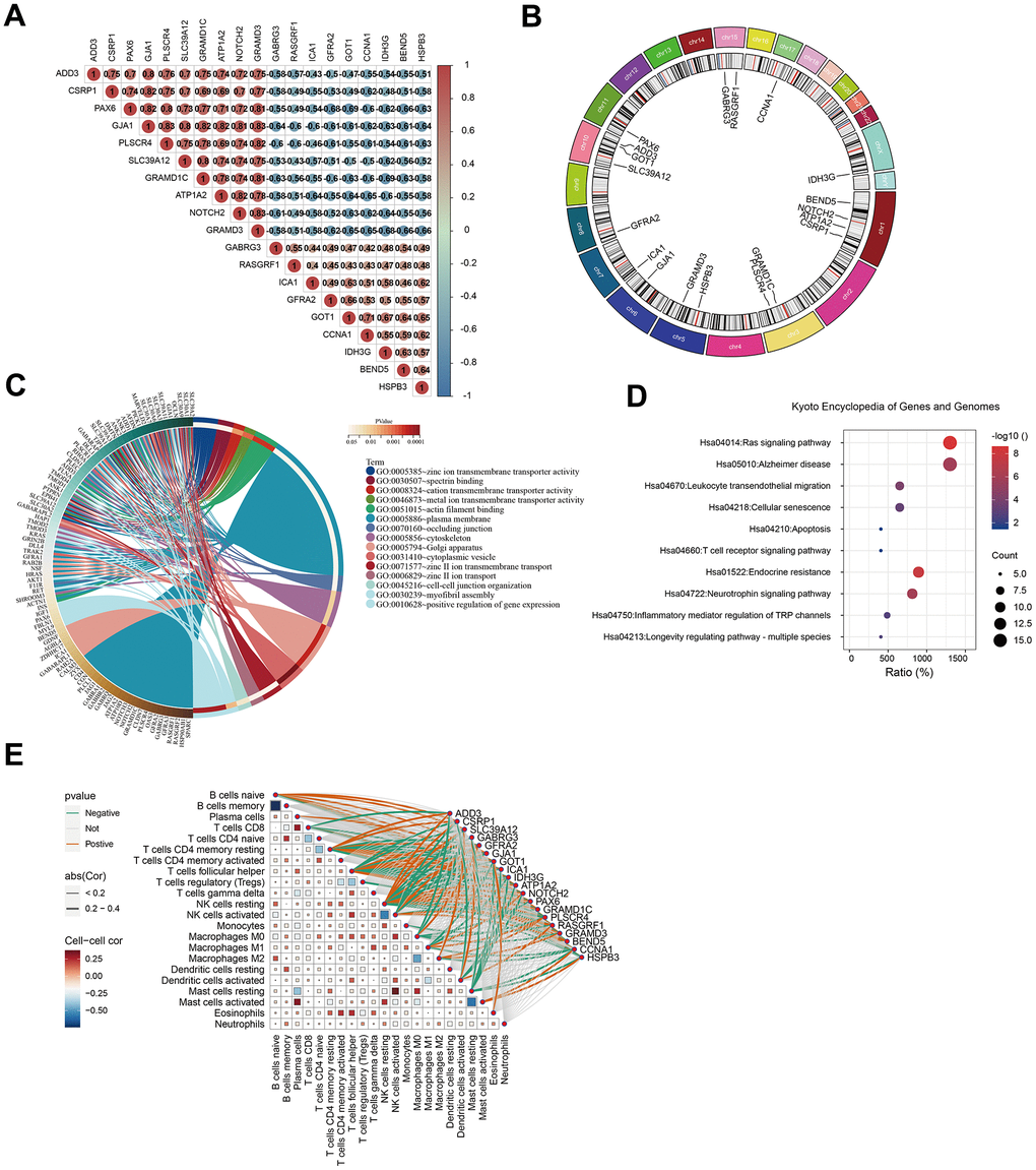 Analysis of GJA1-related genes. (A) Heatmap showing GJA1-related genes. (B) Chromosomal location distribution map of genes related to GJA1. (C) Circle map of GO analysis of the genes related to GJA1. (D) Circle map of KEGG analysis of the genes related to GJA1. (E) Correlation of the genes related to GJA1 with the immune cells.