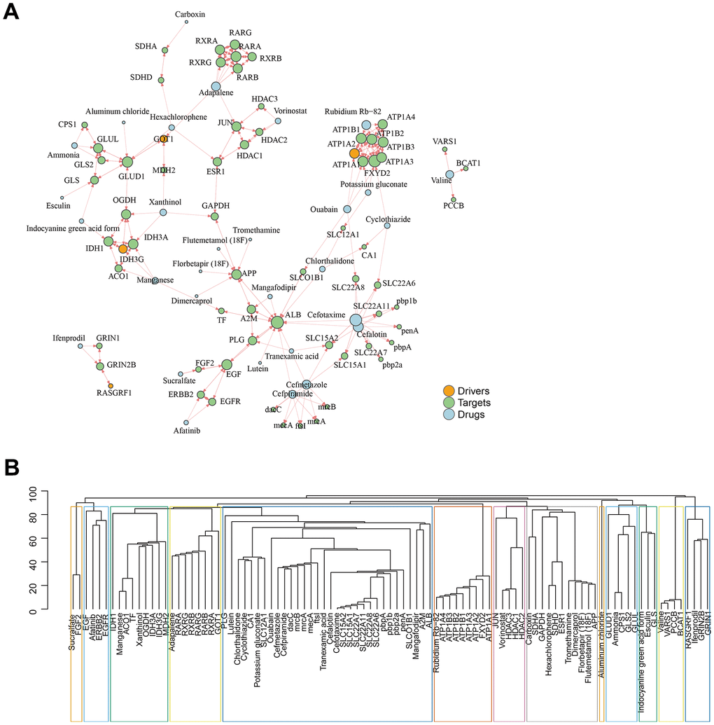 GJA1-related gene set predicts subsequent AD-targeted drugs. (A) Network diagram showing predicted drugs and targets. (B) Drug targets and disease genes are clustered in a module.