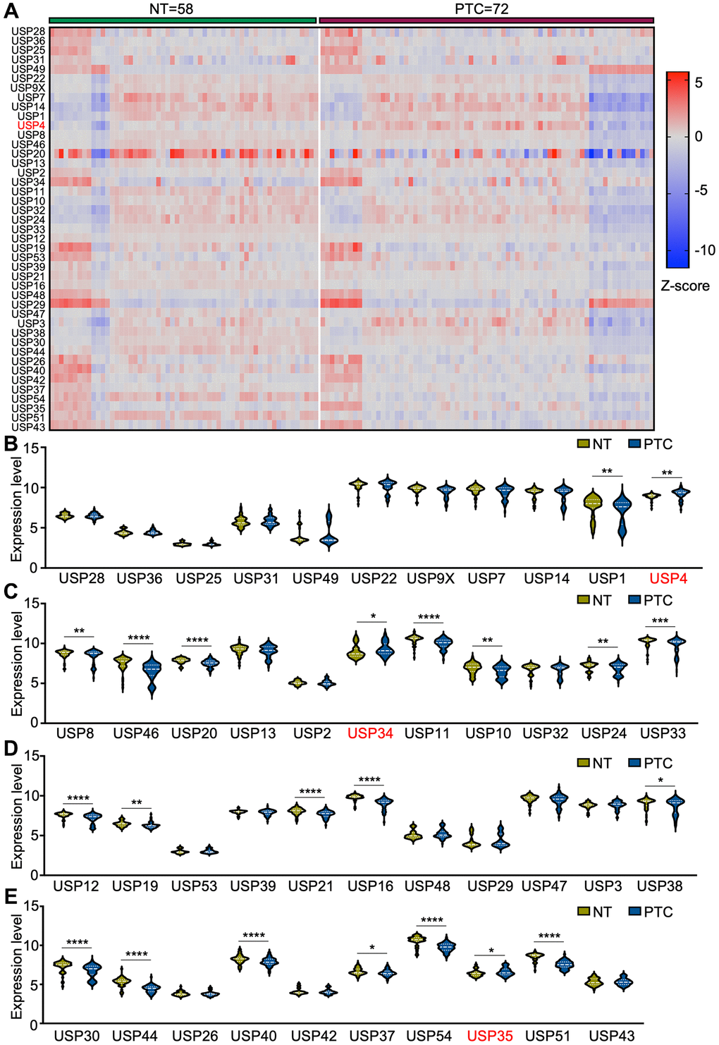 Differential expression analysis of USP genes in PTC patients. (A) Heat map representing USP gene expression profiles in PTC and adjacent normal thyroid tissues, derived from four GEO databases (GSE3467, GSE6004, GSE33630, and GSE76039); (B–E) Violin plots illustrating USP gene expression profiles in PTC and adjacent normal thyroid tissues across the four aforementioned GEO databases. All *p **p ***p ****p 