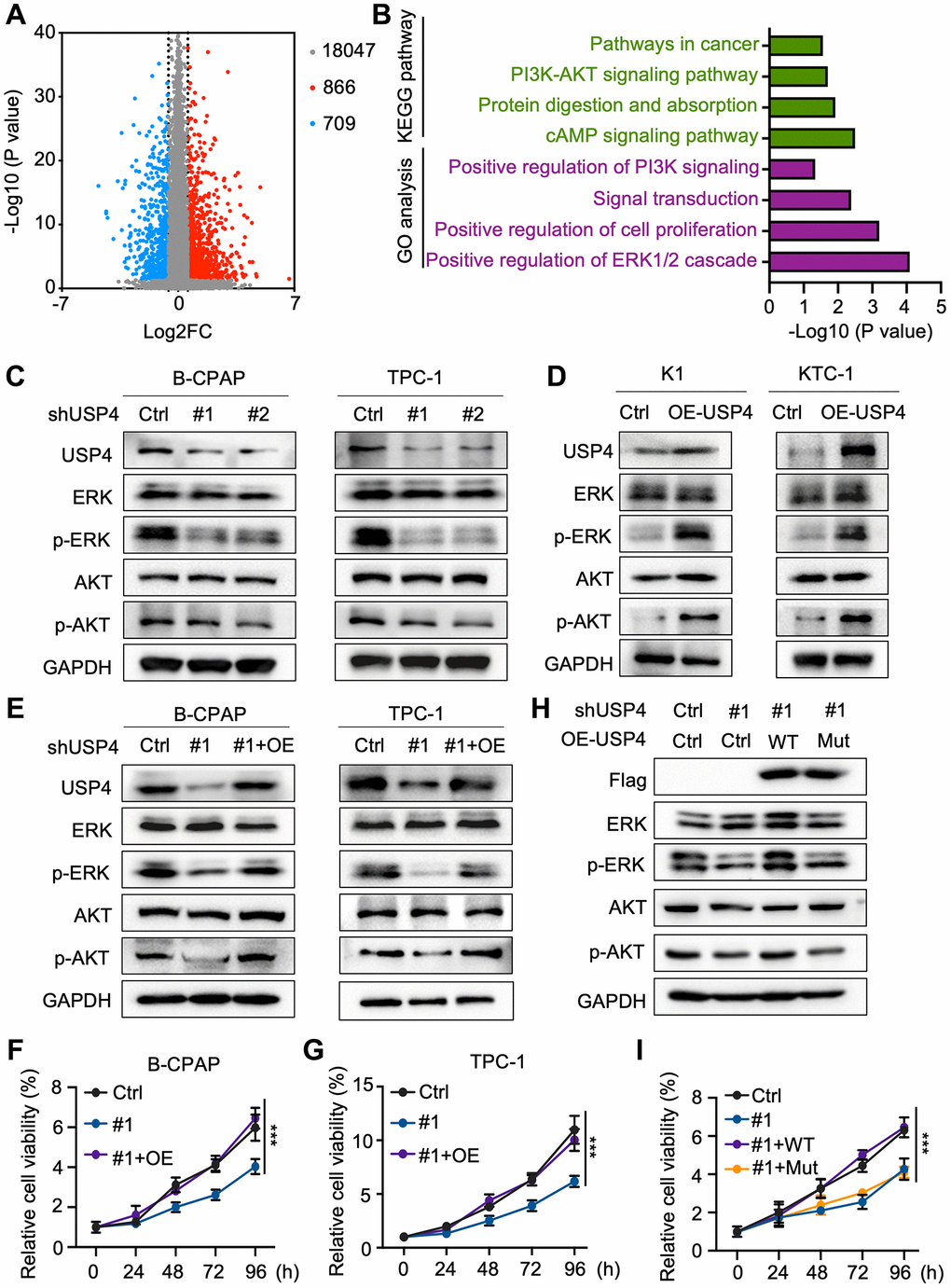 USP4 facilitates PTC progression via the MAPK and AKT pathways. (A) Volcano plot depicting gene expression changes in tissues with high versus low USP4 expression, generated from TCGA data; (B) Summary of significantly enriched pathways in tissues exhibiting high versus low USP4 expression; (C) Western blot analysis to evaluate changes in ERK, phosphorylated ERK, AKT, and phosphorylated AKT levels in B-CPAP and TPC-1 cells following USP4 knockdown; (D) Western blot analysis to examine changes in ERK, phosphorylated ERK, AKT, and phosphorylated AKT levels in K1 and KTC-1 cells overexpressing USP4; (E) Western blot analysis to investigate changes in ERK, phosphorylated ERK, AKT, and phosphorylated AKT levels in B-CPAP and TPC-1 cells after USP4 restoration; (F, G) CCK-8 assay to evaluate the proliferative capacity of B-CPAP and TPC-1 cells following USP4 knockdown and subsequent restoration; (H) Western blot analysis to investigate alterations in ERK, phosphorylated ERK, AKT, and phosphorylated AKT levels in USP4-knockdown cells subsequently expressing either wild-type USP4 or a deubiquitination-deficient mutant (C311A); (I) CCK-8 assay to evaluate proliferation in USP4-knockdown cells subsequently expressing either wild-type USP4 or a deubiquitination-deficient mutant (C311A). All *p **p ***p ****p 