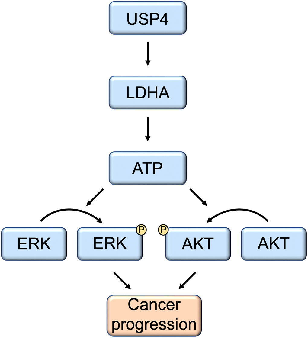 Schematic model of the function and mechanism of USP4 in thyroid cancers. USP4 promotes PTC progression by enhancing LDHA protein stability through deubiquitination. Consequently, this process activates both the MAPK and AKT signaling pathways.